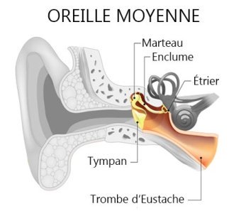 Oreille moyenne