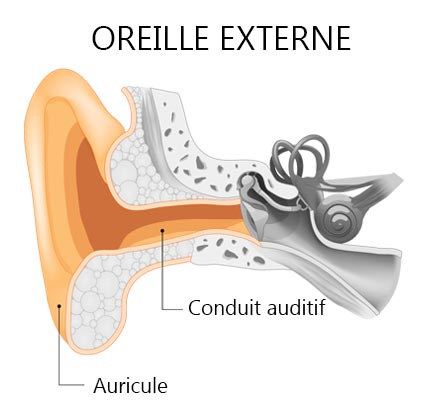 Oreille externe