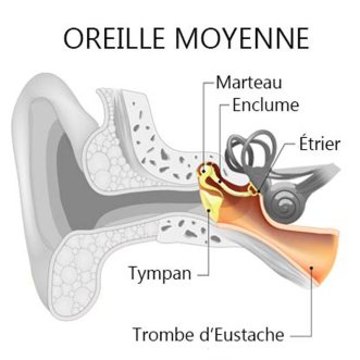 oreille-moyenne