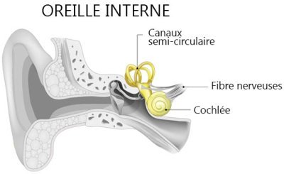 L’oreille interne