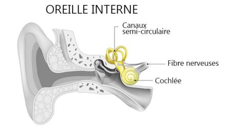 fonctionnement-oreille-interne