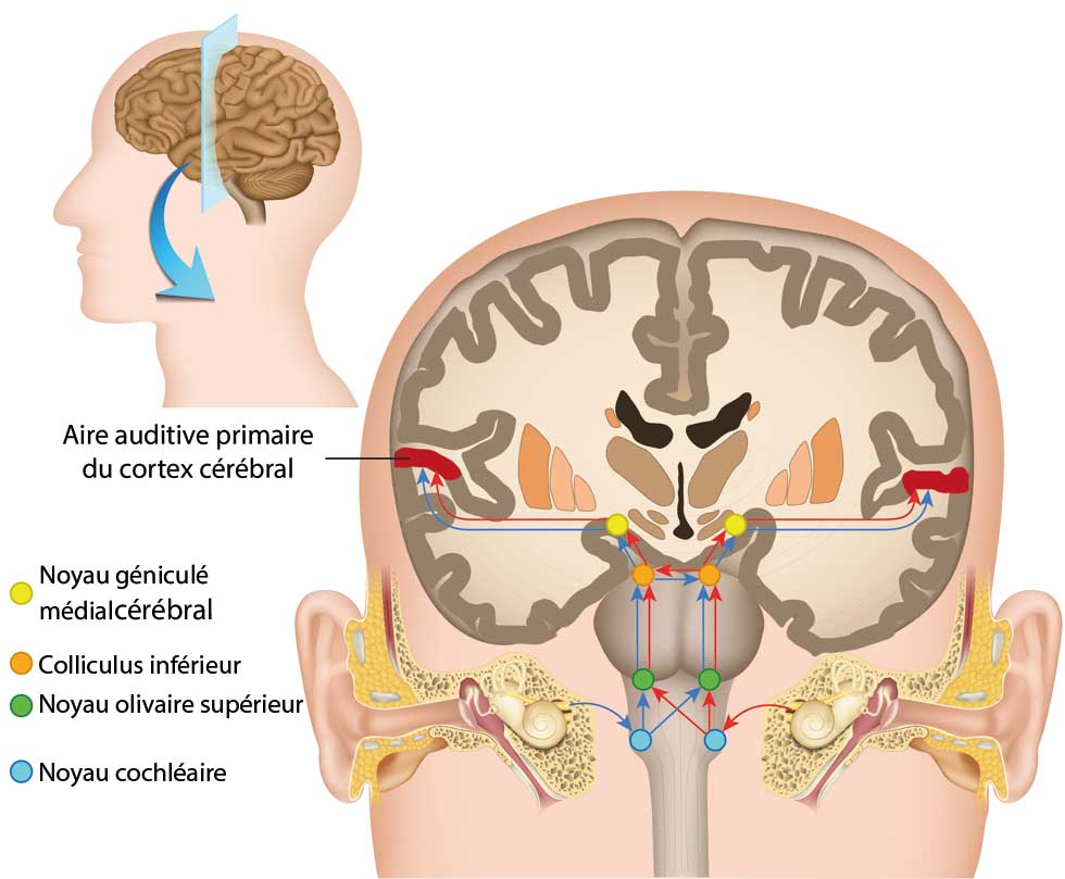 Entendre fonctionnement
