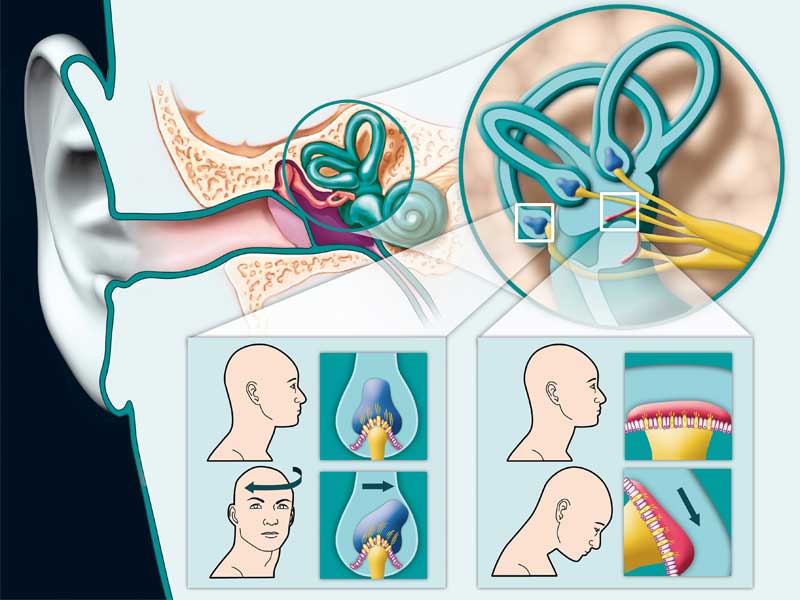 troubles de l'equilibre oreille