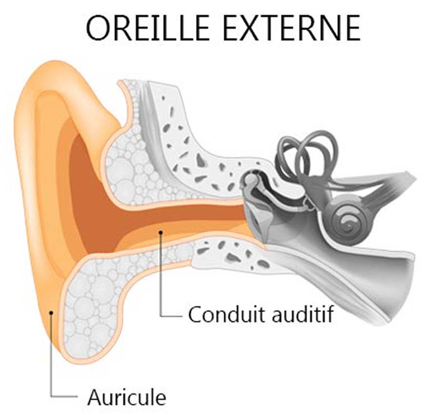 Oreille externe